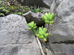 Sedum corynephyllum