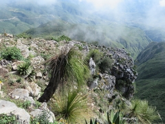 Dasylirion longissimum