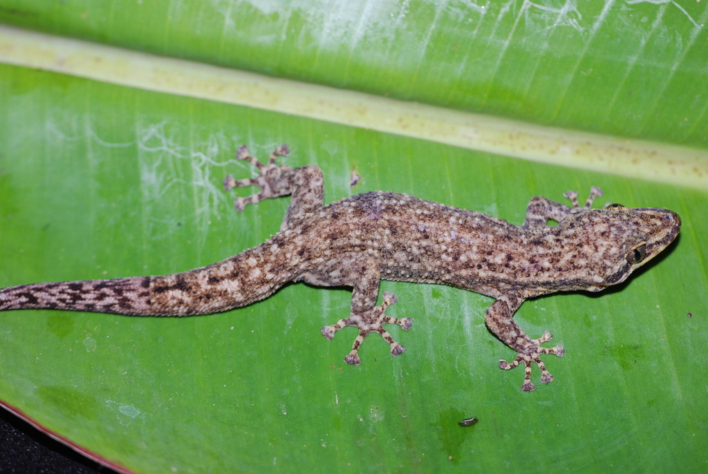 Guanaja Leaf-toed Gecko