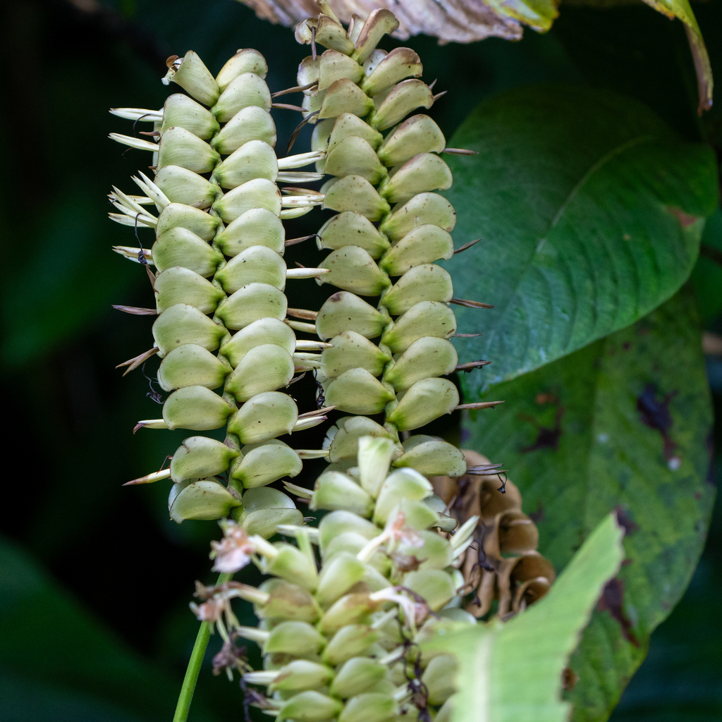 Calathea carlae