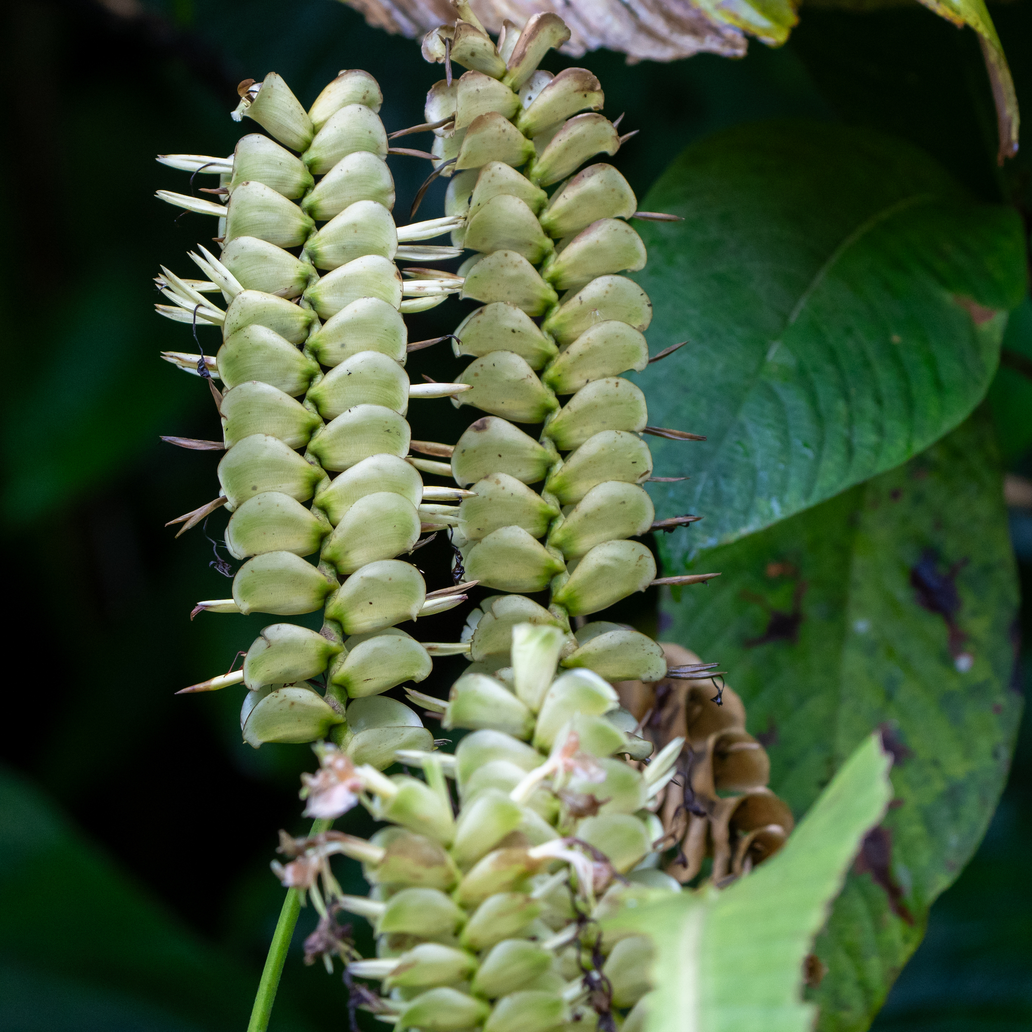 Calathea carlae