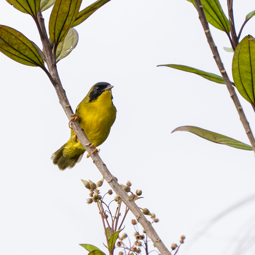 Olive-crowned Yellowthroat (Geothlypis semiflava), photo 9