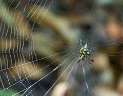 Gasteracantha rhomboidea madagascariensis