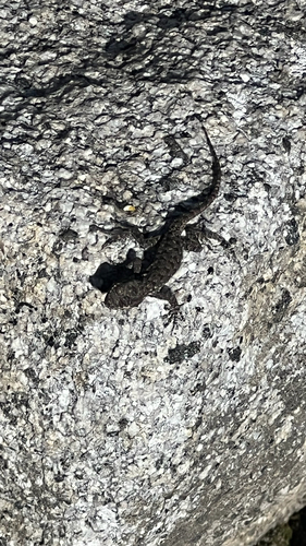 iNaturalist observation photo of Western Fence Lizard