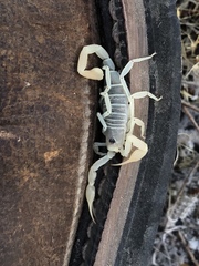 Smeringurus