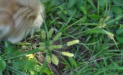 Cyperus cyperoides cyperoides