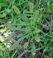 Cyperus cyperoides cyperoides
