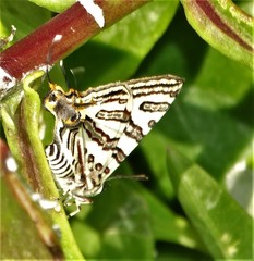 Cigaritis natalensis