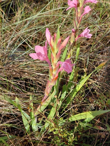 Shy Watsonia (Watsonia humilis)
