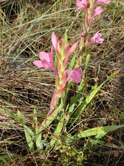 Watsonia humilis