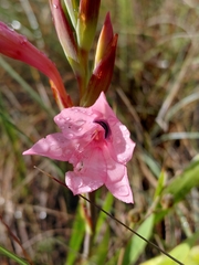Watsonia humilis, photograph (c) Brian du Preez, some rights reserved (CC BY-SA)