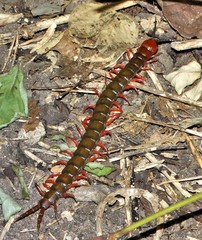 Cormocephalus nitidus