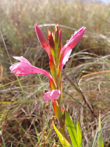 Watsonia humilis, photograph 3