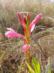 Watsonia humilis, photograph (c) Brian du Preez, some rights reserved (CC BY-SA)