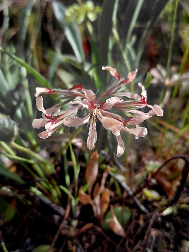 Pelargonium longifolium, photograph 5