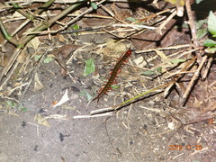 Cormocephalus nitidus