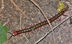 Cormocephalus nitidus