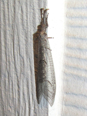 Euptilon ornatum