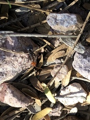 Myrmecocystus melliger