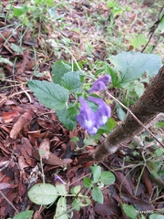 Scutellaria pseudocoerulea