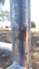 Endoxyla amphiplecta