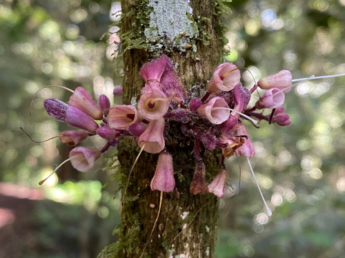 Colea pauciflora image