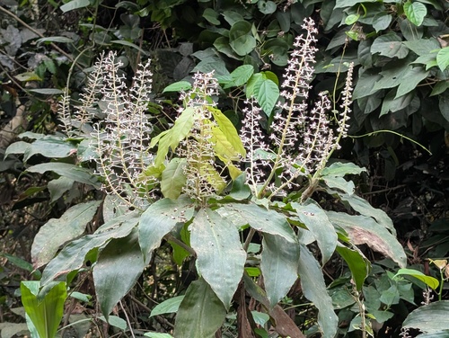 Palisota hirsuta