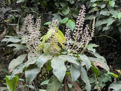 Palisota hirsuta