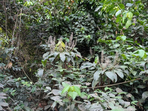 Palisota hirsuta, photograph 3