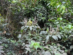 Palisota hirsuta, photograph Zac Peterson, CC BY, iNaturalist via GBIF