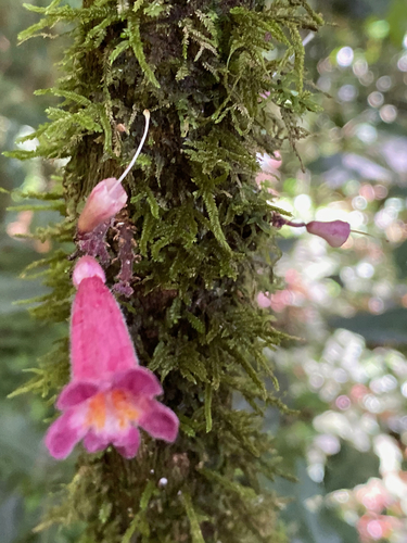 Colea pauciflora image