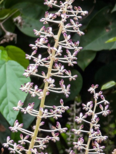 Palisota hirsuta, photograph 1