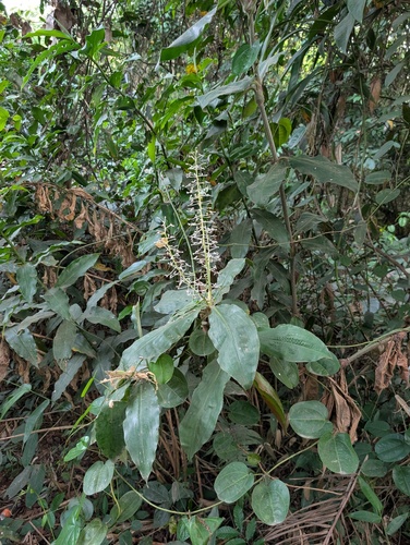 Palisota hirsuta, photograph 5