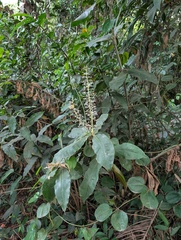 Palisota hirsuta, photograph Zac Peterson, CC BY, iNaturalist via GBIF