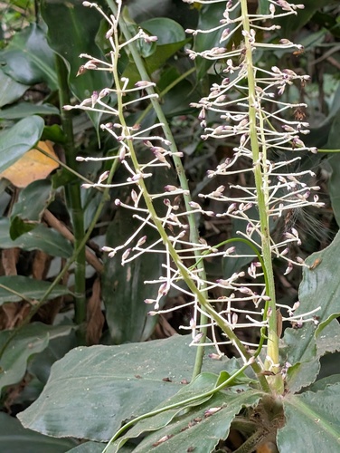 Palisota hirsuta, photograph 4