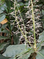 Palisota hirsuta, photograph Zac Peterson, CC BY, iNaturalist via GBIF