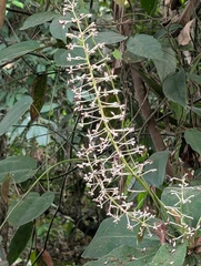 Palisota hirsuta, photograph Zac Peterson, CC BY, iNaturalist via GBIF