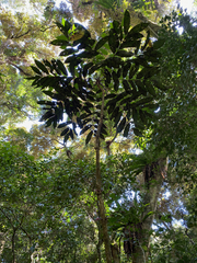 Image of Colea pauciflora