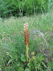 Orobanche elatior