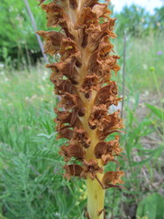 Orobanche elatior