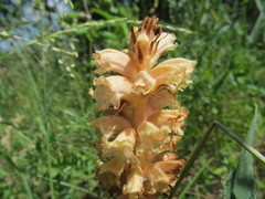Orobanche elatior