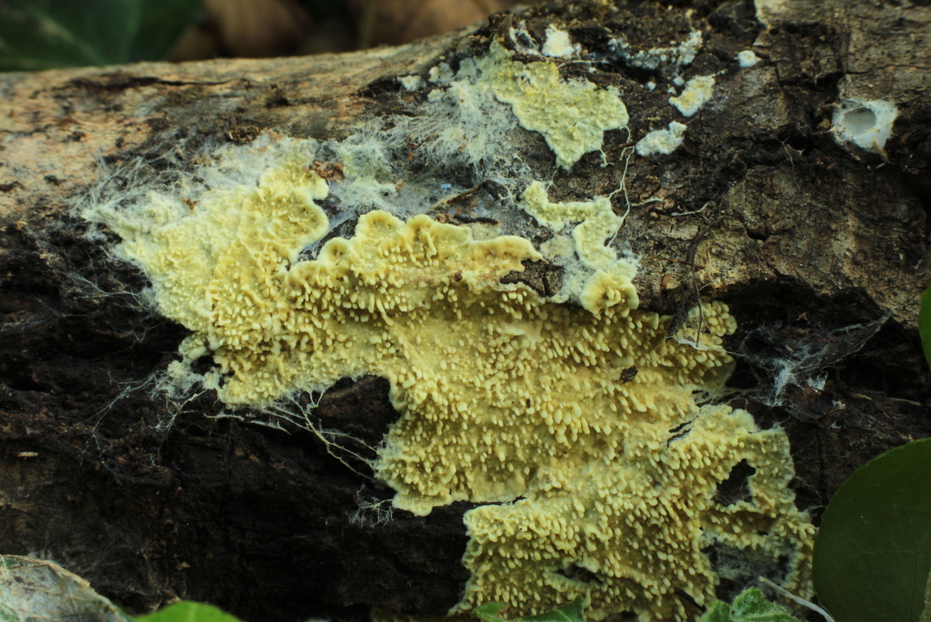 Cristinia gallica