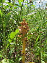 Orobanche elatior