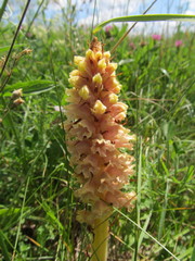 Orobanche elatior