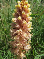 Orobanche elatior
