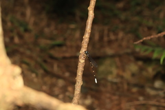 Sinosticta ogatai