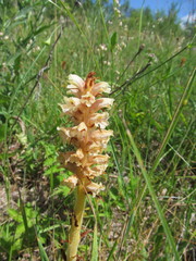 Orobanche elatior