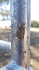 Endoxyla amphiplecta