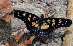 Chlosyne narva