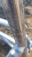 Endoxyla amphiplecta